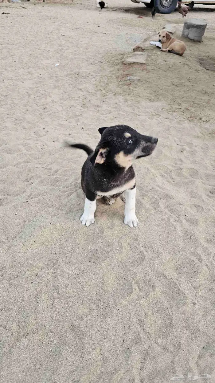 كلاب جعار للتبني 4