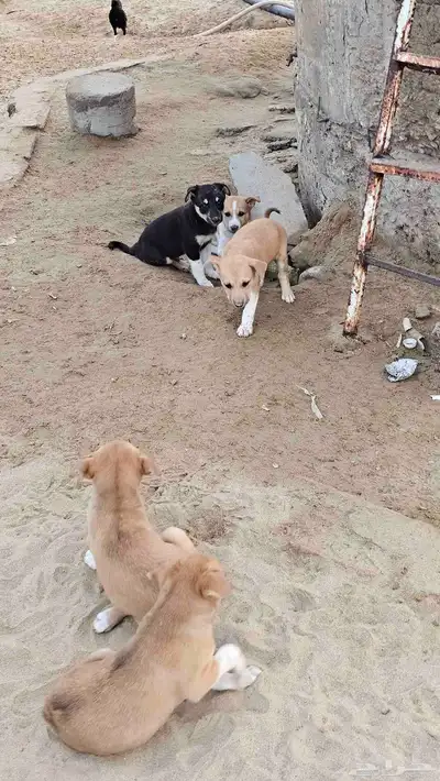 كلاب جعار للتبني index