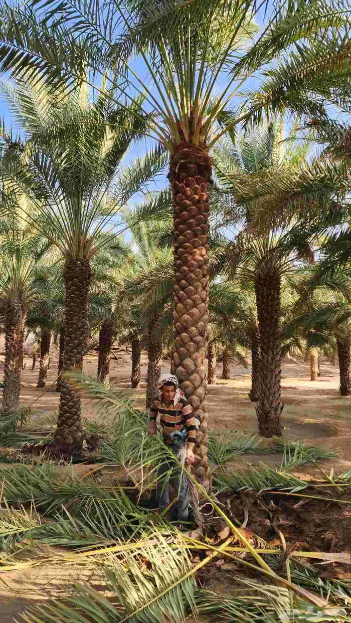 نخل مثمر جميع انواع المقاسات 6