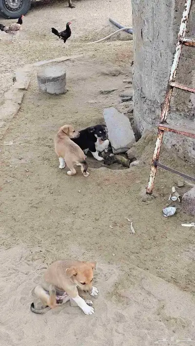 كلاب جعار للتبني index