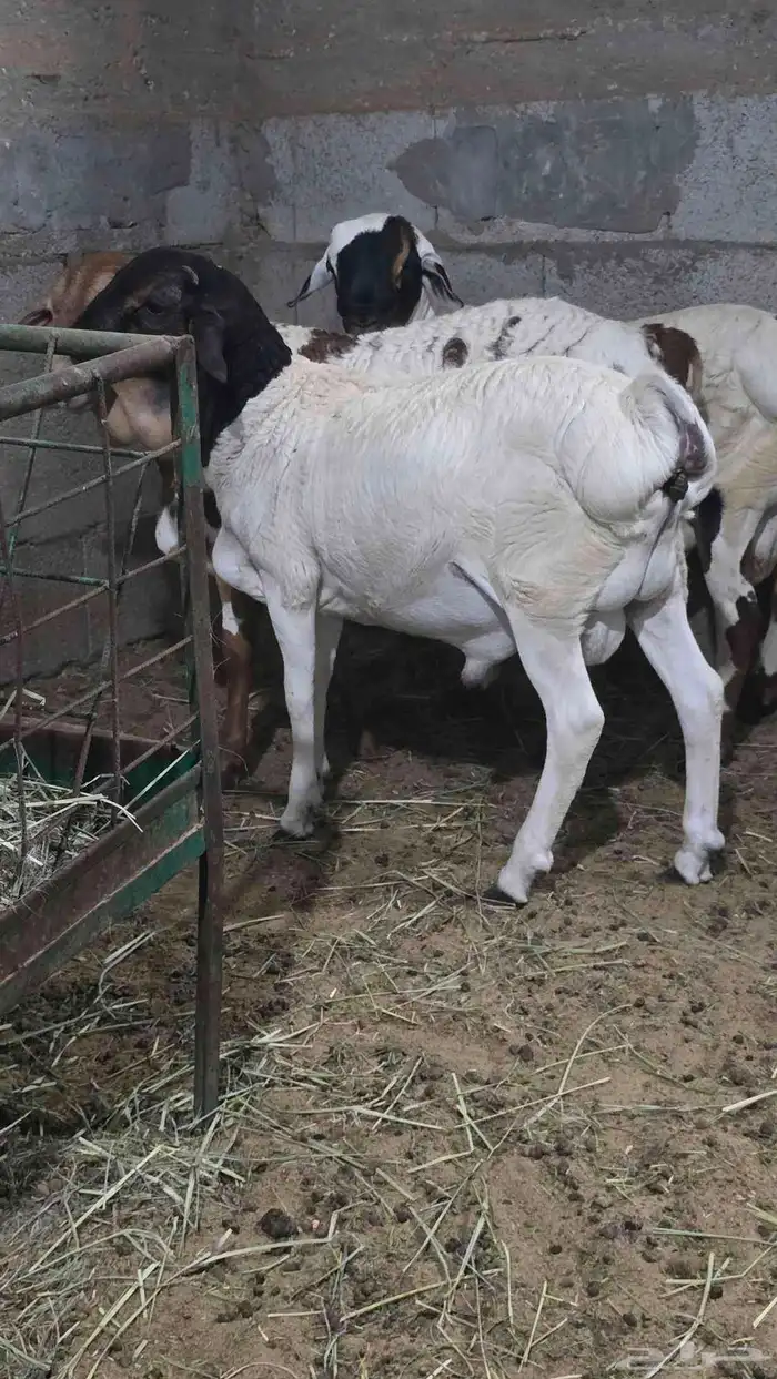 طلي مستقبل فحل قصة عطره 3