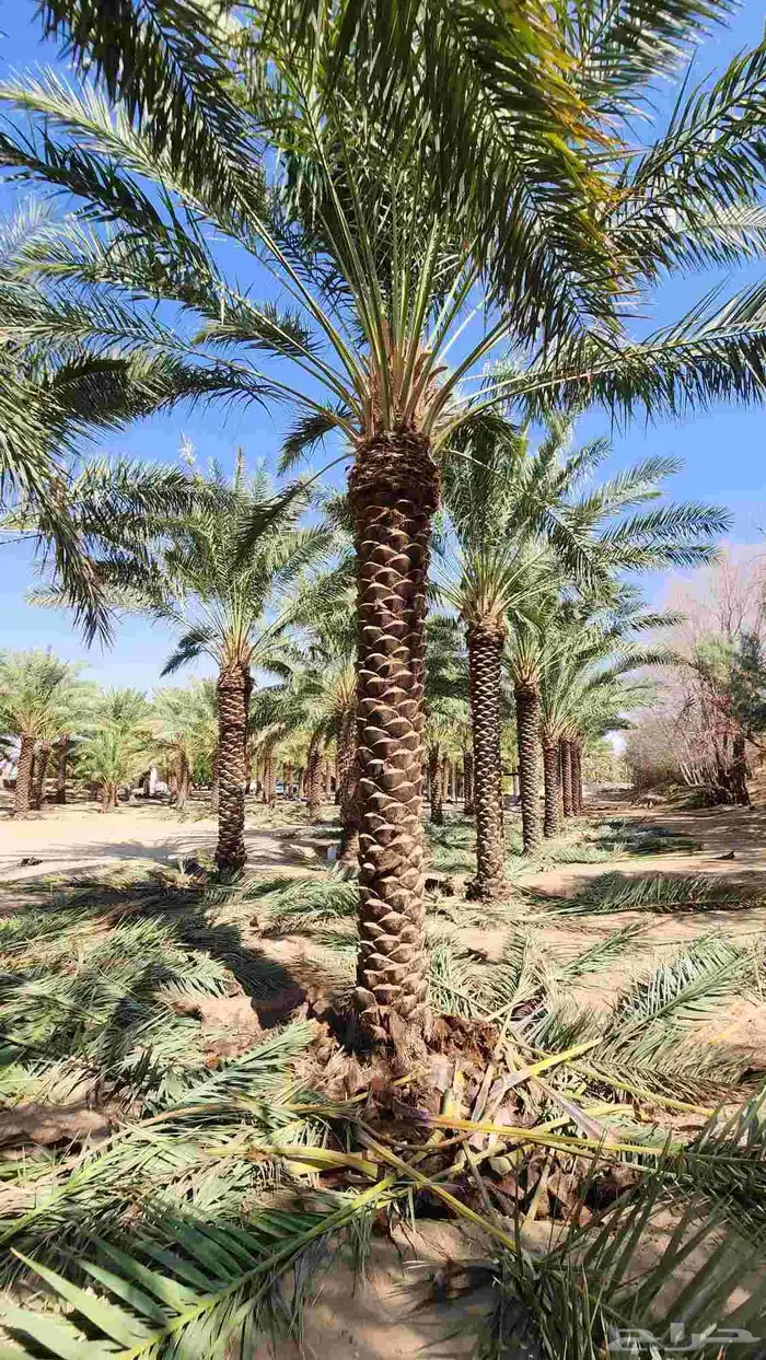 يوجد لدينا نخل عربي وشنطن للبيع 0