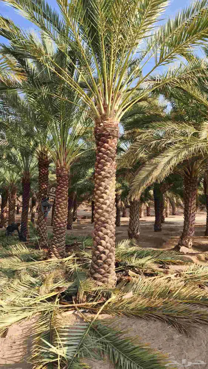 نخل مثمر جميع انواع المقاسات 3