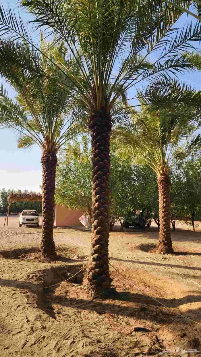 نخل مثمر جميع انواع المقاسات 1