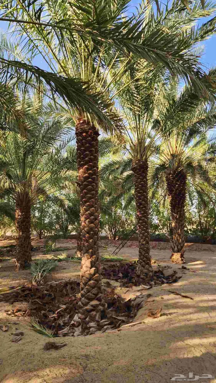 نخل مثمر جميع انواع المقاسات 5