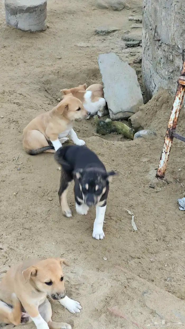 كلاب جعار للتبني 3