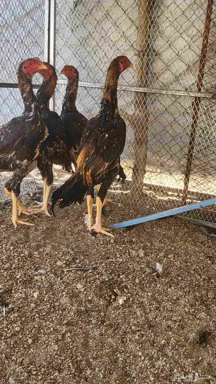 ديك شامو ياباني اوسكا 0