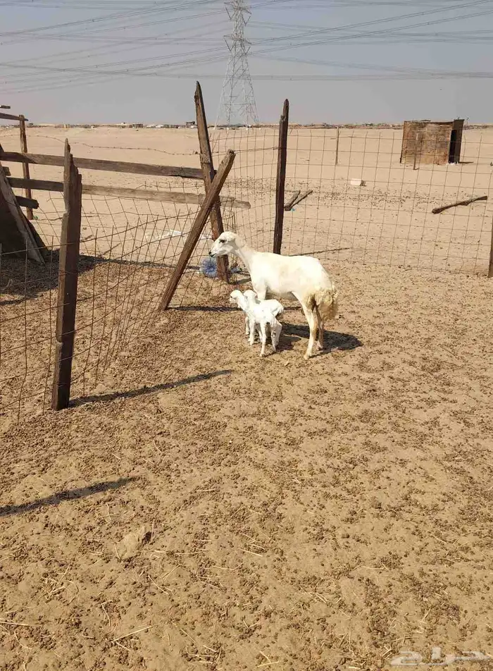 رخل الرفيديه فاخره تحتها اثنين 0