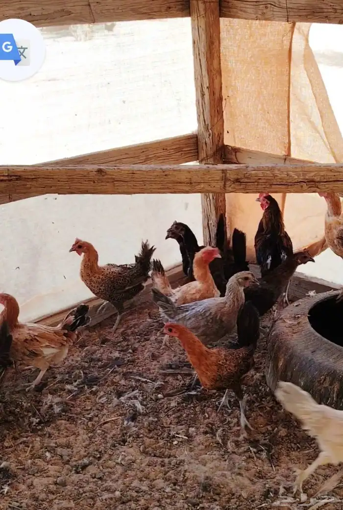 دجاج بياض عمر سنه العدد 50 الموقع على العطيف محطه ساسكو في ك 1