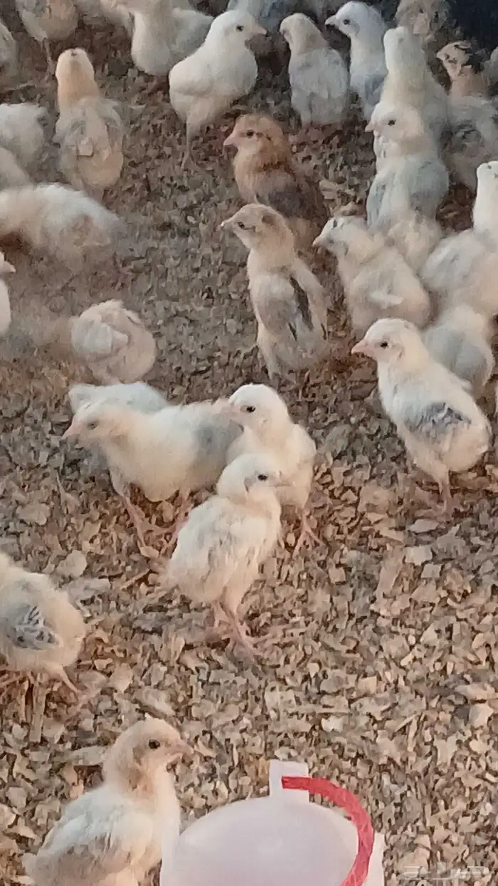 صوص بلدي سلاله طيبه ففاخر محصن اخذ المكملات الغذائية 0