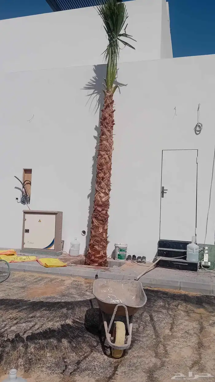 نخيل واشنطنيا زينه 3