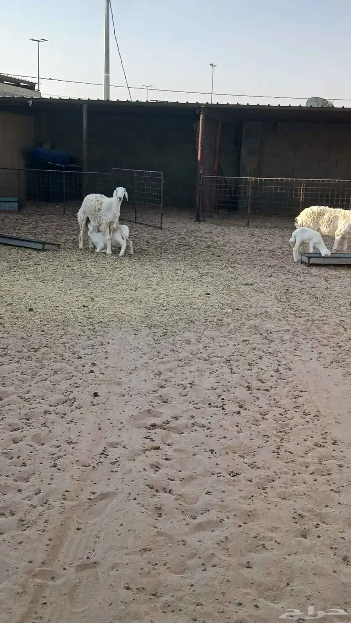 2شياه وليد واحد جذعه واحد رباع شرط سليمه من جميع العيوب 0