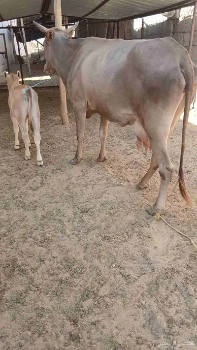 بقرتين المانيات خلفات index