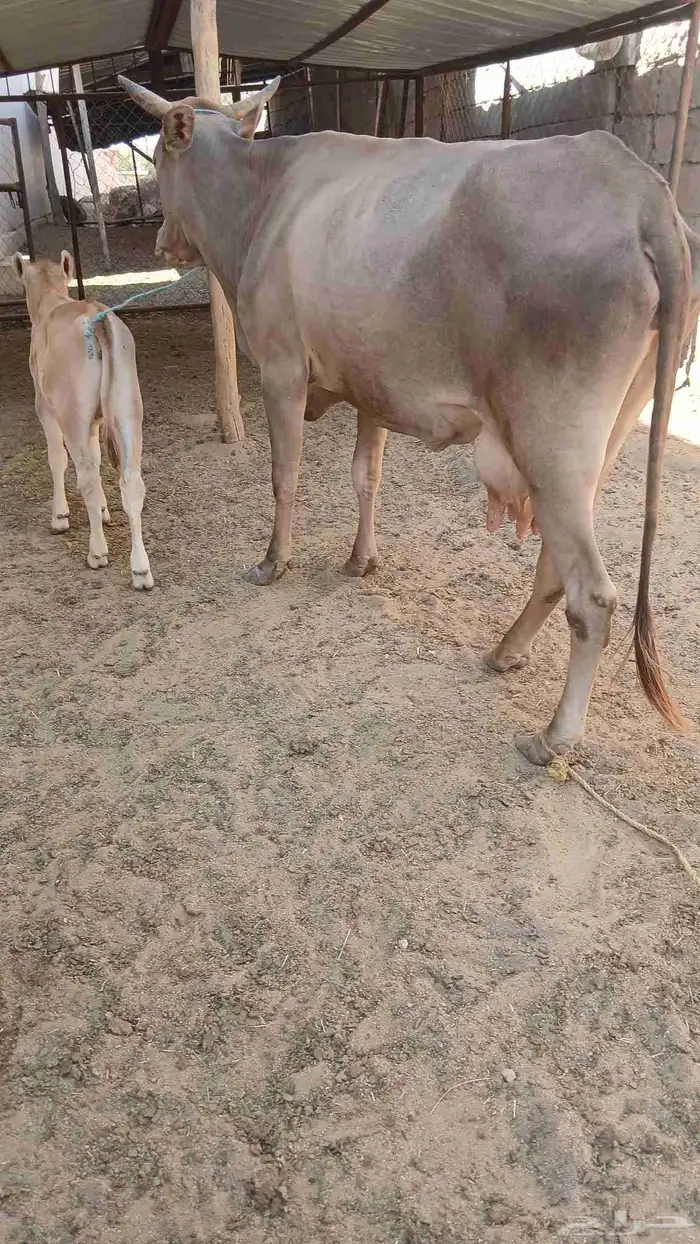 بقرتين المانيات خلفات 1