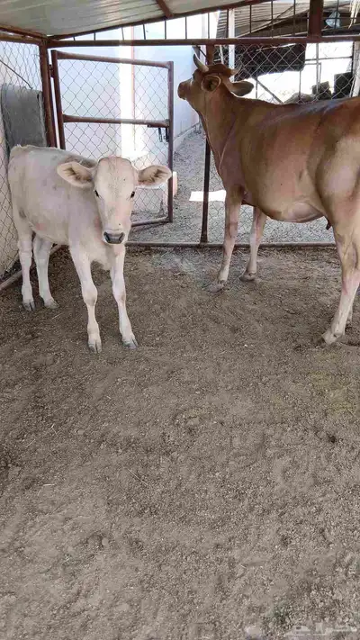 بقرتين المانيات خلفات index