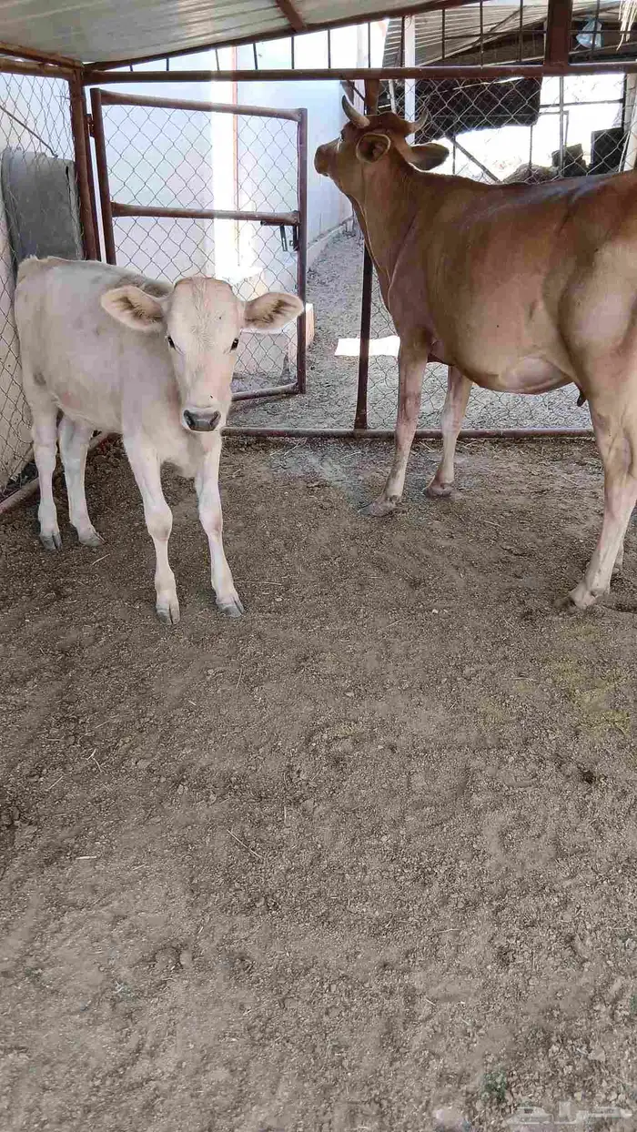 بقرتين المانيات خلفات 0