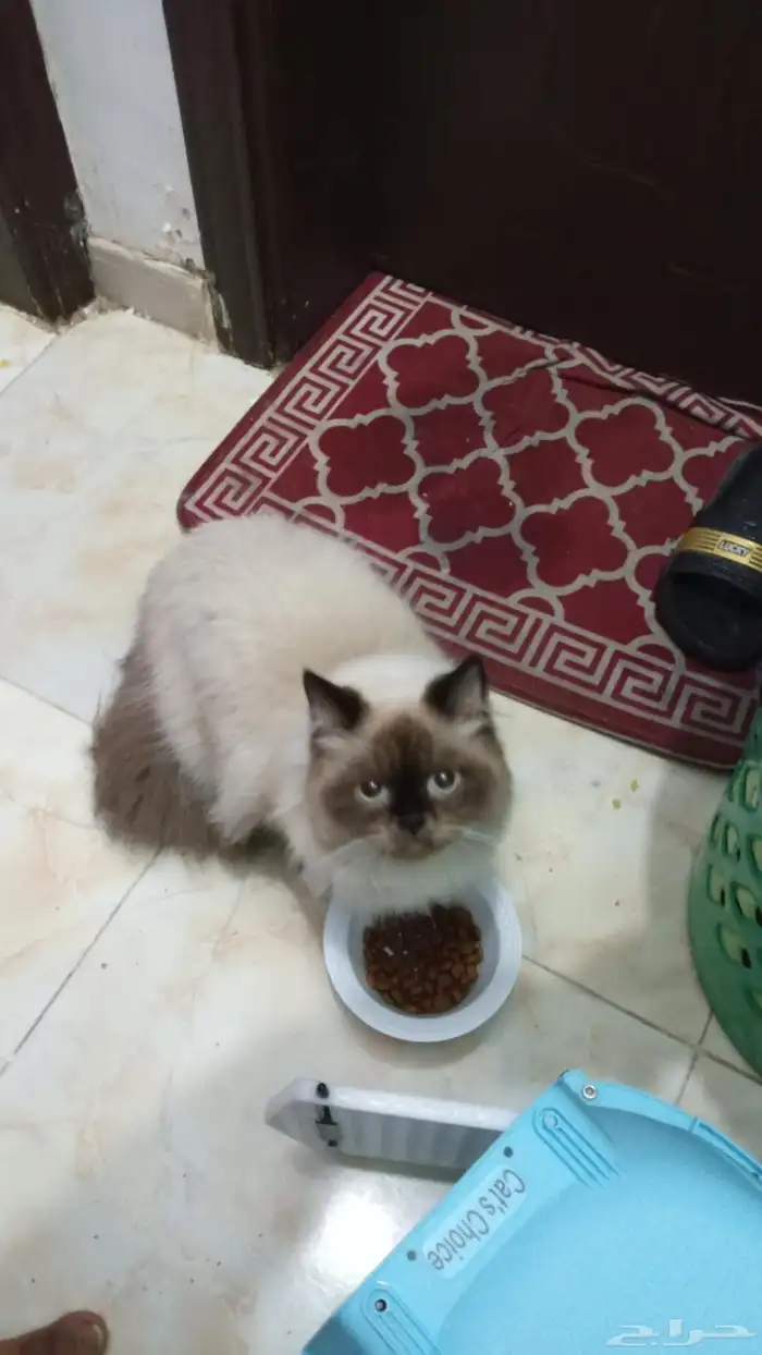 لوجه الله مستعجل ولا بخليه في الشارع قطه هملايا للتبني 6