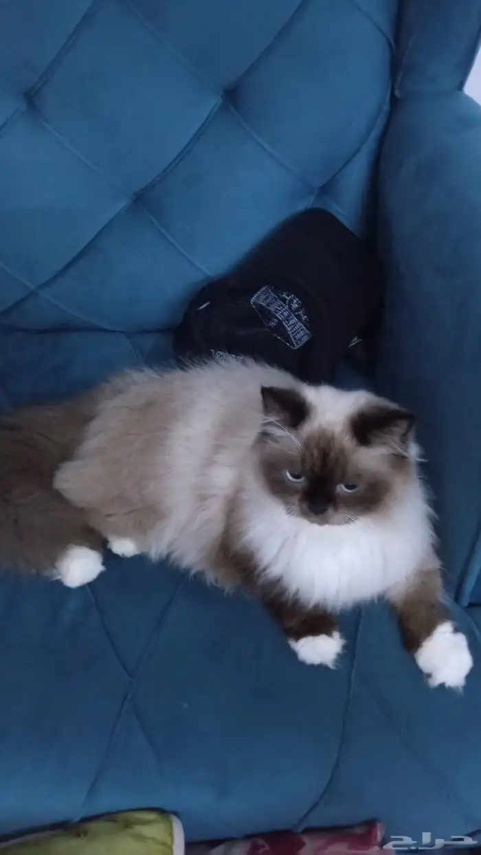 لوجه الله مستعجل ولا بخليه في الشارع قطه هملايا للتبني 3