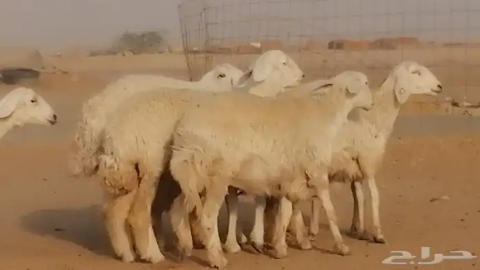 رخال حريات دفيع عددها 20 راس صنف طيب 2