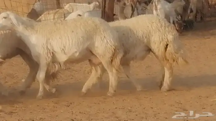 رخال حريات دفيع عددها 20 راس صنف طيب 14