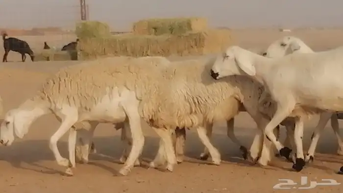 رخال حريات دفيع عددها 20 راس صنف طيب 13