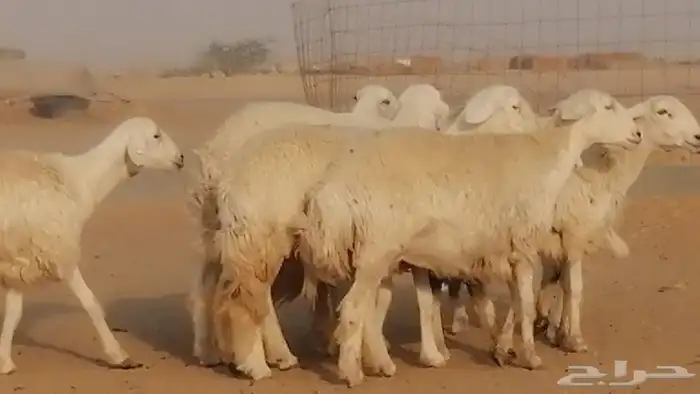 رخال حريات دفيع عددها 20 راس صنف طيب 3