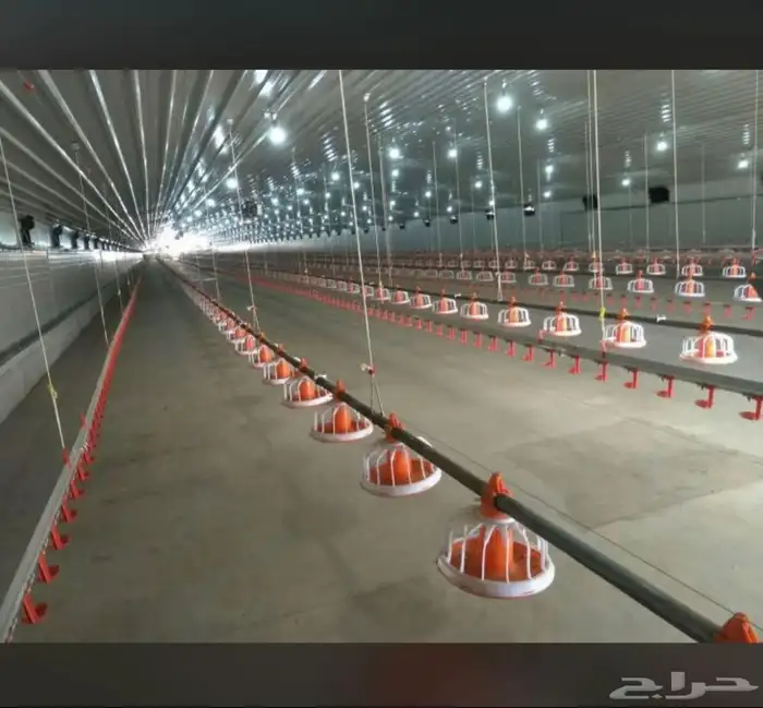 توريد وتركيب شبوك حضائر توريدوتركيب مزارع دجاج 4