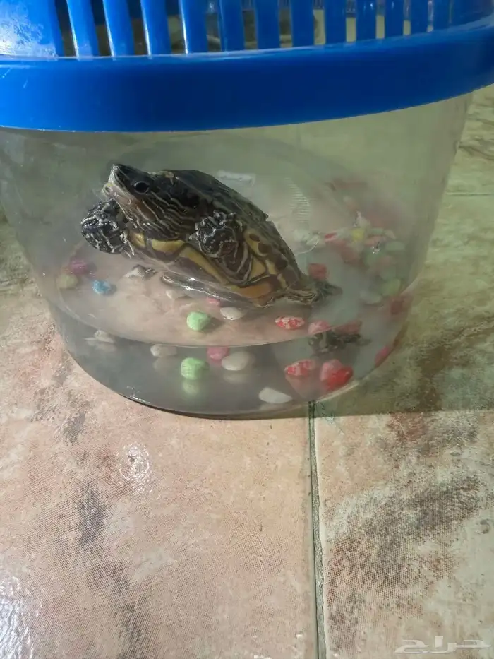 سلحفاة مع الحوض حقها ب 50 ريال الكل 3