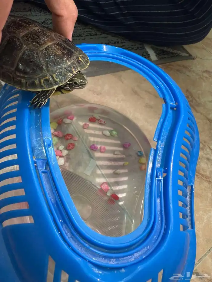 سلحفاة مع الحوض حقها ب 50 ريال الكل 0