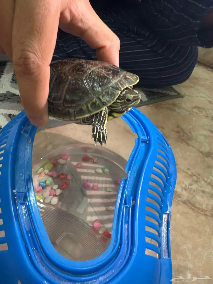 سلحفاة مع الحوض حقها ب 50 ريال الكل 2