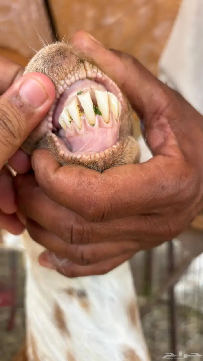 عنز بيشيه حليب وافر جرم 6