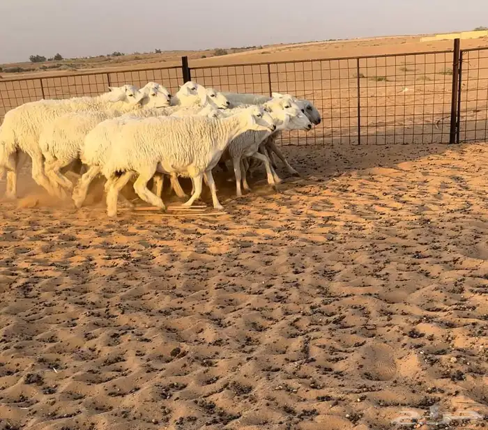 رخال حريات حرش((( تم البيع ))) 0