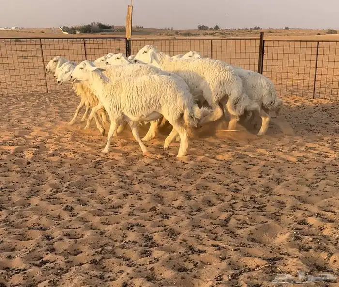 رخال حريات حرش((( تم البيع ))) 1