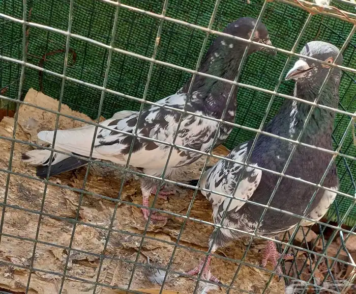 حمام باكستاني رامات 3