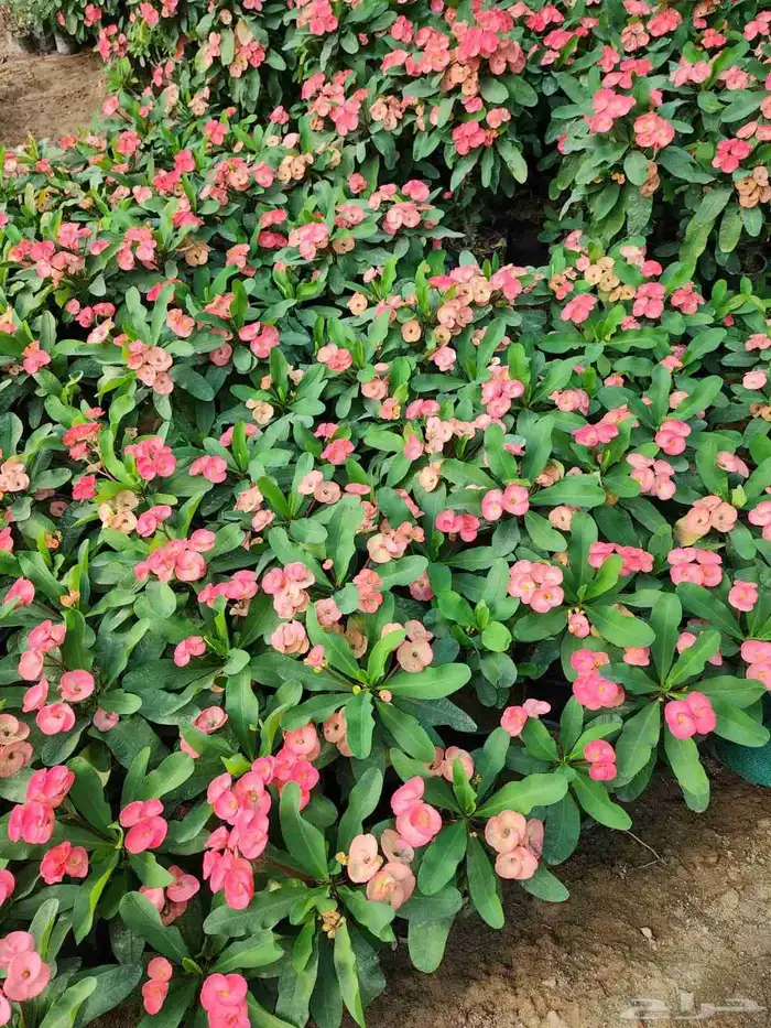 منسق حدائق أشجار طبيعي ورود طبيعي 3