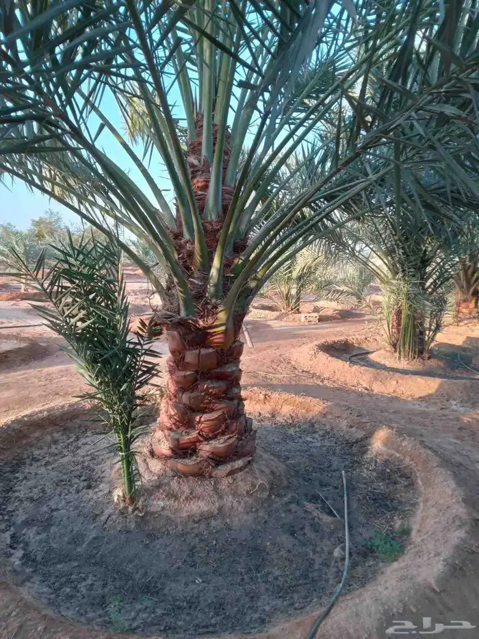 نخل نخيل للبيع   خلاص برحي سكري شيشي هلالي مجدوله عجوه 1