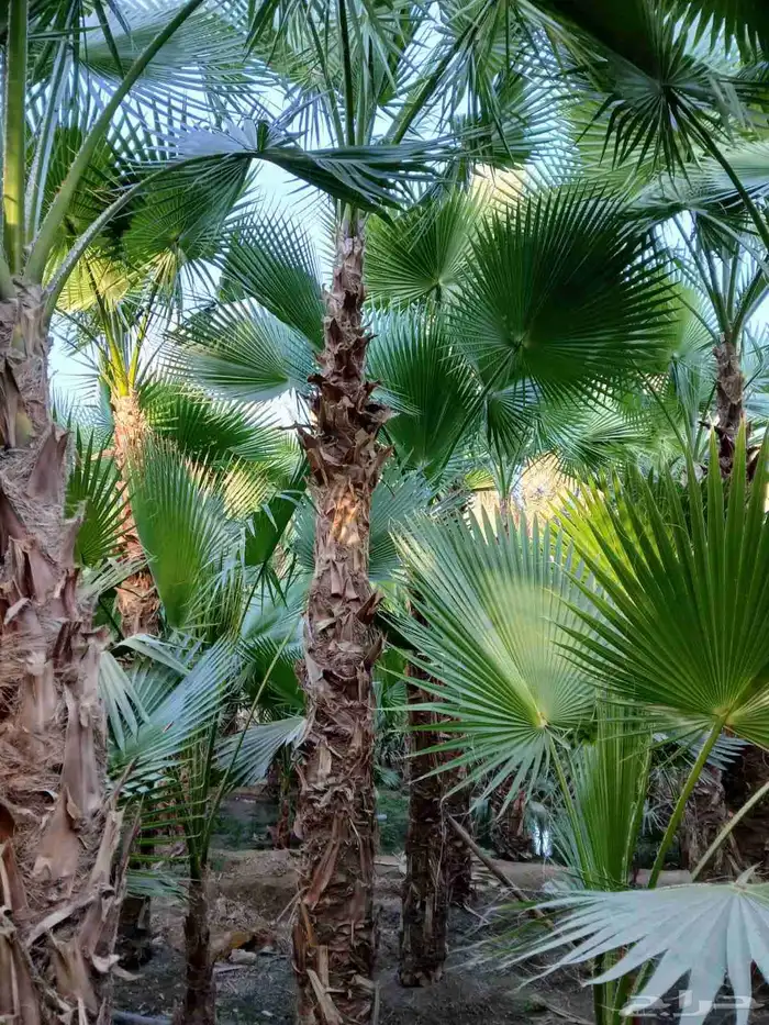 يوجد لدينا نخل عربي وشنطني 5