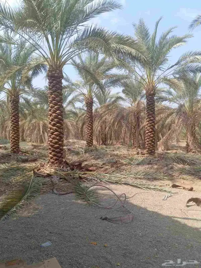 اسلام عليكم ورحمة الله لدن جميع انواع انخيل 4