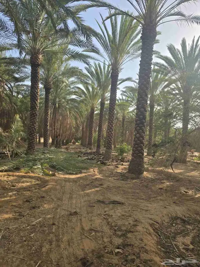 نخل مثمر جميع انواع المقاسات 8