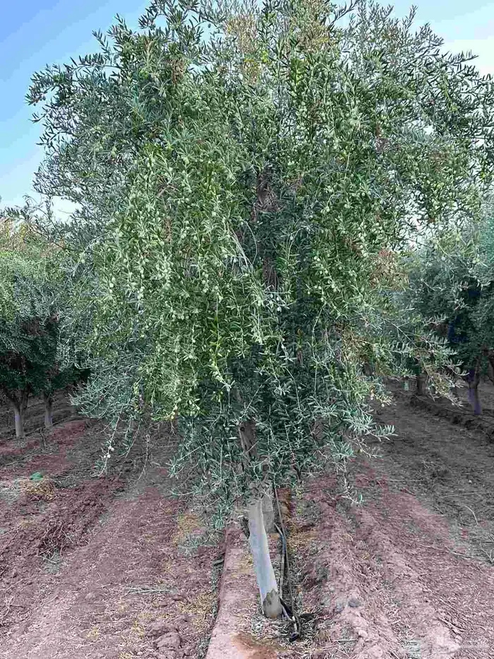 موجود اشجار زيتون مثمره من 3الي 5 بوصه 80ريال علي التريلا 1