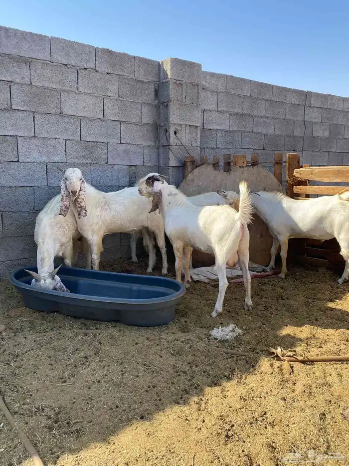 تيوس اوزان 0