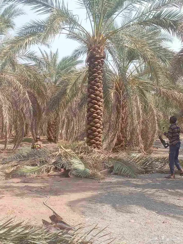 اسلام عليكم ورحمة الله لدن جميع انواع انخيل 1