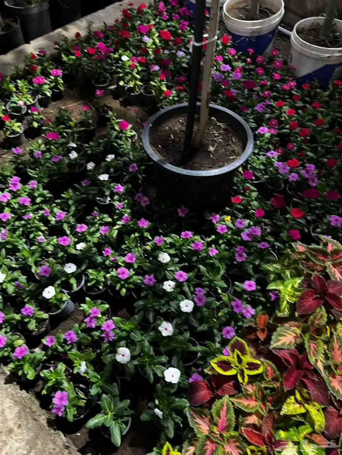 منسق حدائق أشجار طبيعي ورود طبيعي 9