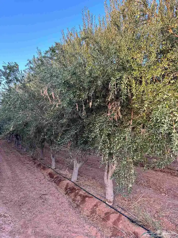 موجود اشجار زيتون مثمره من 3الي 5 بوصه 80ريال علي التريلا 3