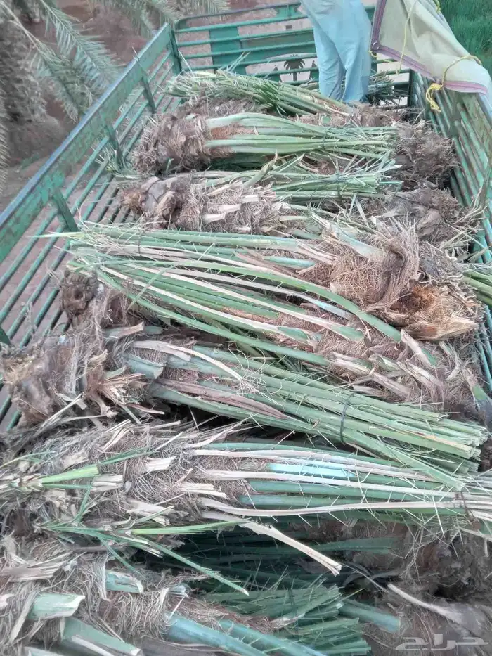 نخل نخيل للبيع   خلاص برحي سكري شيشي هلالي مجدوله عجوه 8