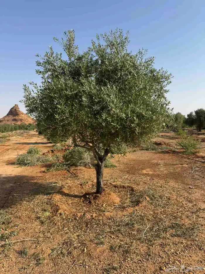 جميع الأشجار الزينه للقصور والاستراحات 9