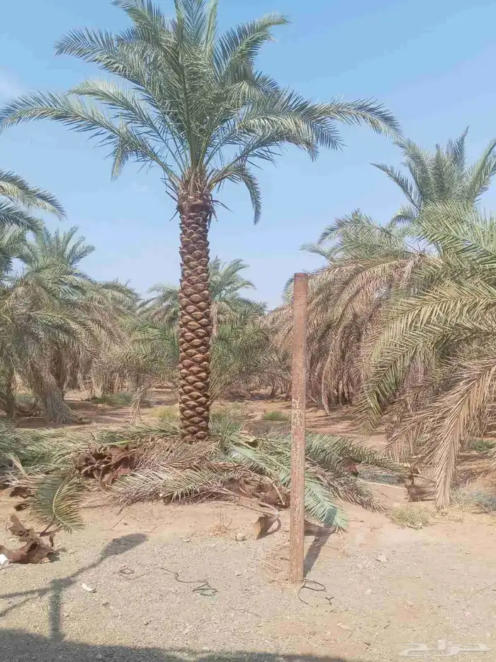 اسلام عليكم ورحمة الله لدن جميع انواع انخيل 5