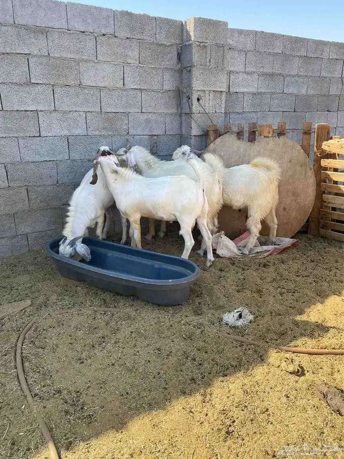 تيوس اوزان 3