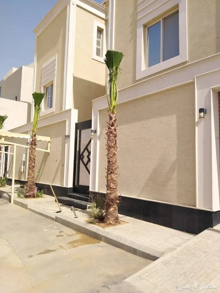 نخل واشنطني 8