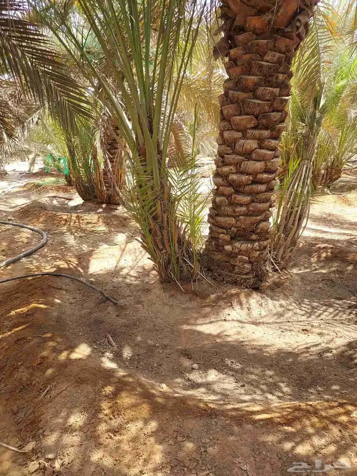 نقوم بقلع وتكريب وتنضيف وتحويض اتخيل وكل ما يلزم انخيل 3